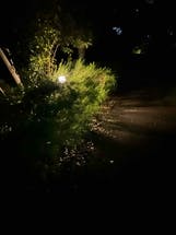 植栽で街路灯の光が遮られてます。