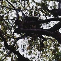 溝手公園にカラスの巣が２箇所
