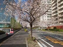 桜並木