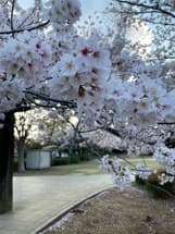 さくら公園満開