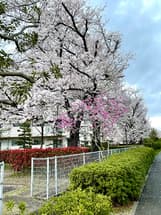 桜並木