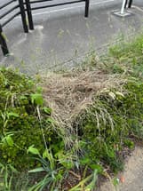 雑草