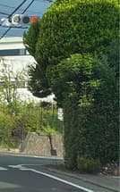 庭木が邪魔で歩道が通れない