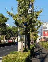 街路樹で歩行者信号が覆われています