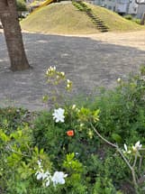 オレンジ色の花　ナガミヒナゲシ