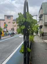 ツタの剪定をして欲しい