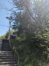 階段横に枯れた木があり倒木の恐れあり