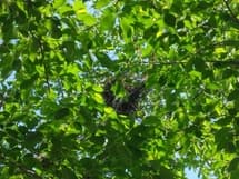 本郷公園近くの桜にカラスの巣