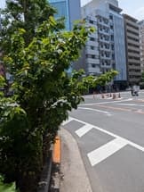 街路樹のせり出し