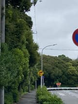 電線に木の枝が触れている