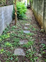 雑草の除去