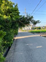 木がはみ出ています。