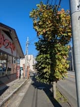 樹木が歩道を狭めている