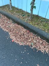 会社の中にある木からの落ち葉