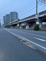 右折レーンに木が出ています