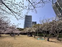 花見川沿いのさくら