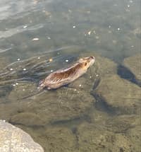 ヌートリアが泳いでました