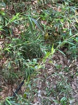 砧公園　吊り橋