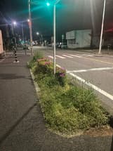 ナガミヒナゲシの駆除依頼