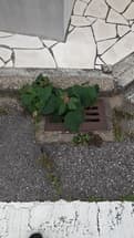 集水桝の植物撤去