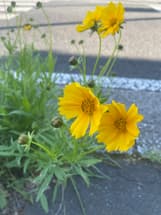 オオキンケイギクの駆除依頼