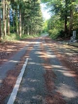 道路に杉落ち葉堆積について