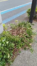 植栽の雑草除去