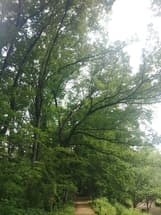 The branch is dead.