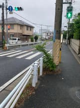 道路に雑木