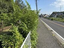 歩道脇の雑木
