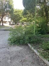 杭瀬公園の樹木のはみ出し