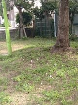 椀田公園・桜等の木々エリア地面の複数箇所に 白色きのこが多数発生！！