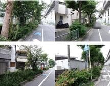 新幹線付属街道　低木剪定、垂れ下がり下枝剪定