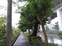 新幹線付属街路　低木剪定、垂れ下がり下枝剪定