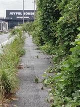 歩道を覆う草木