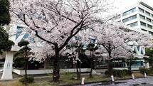 千葉市議事堂の桜