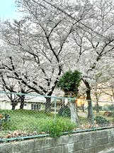 高浜中学校の桜です